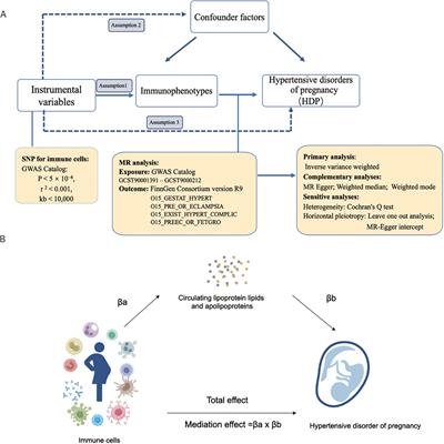 Circulating immune cells and apolipoprotein A mediation: a Mendelian randomization study on hypertensive disorder of pregnancy